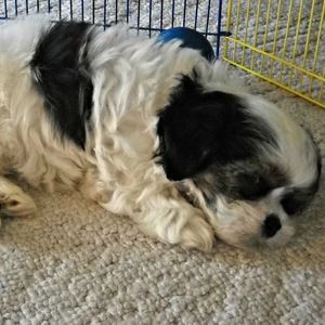 Meet your Posher, Ann